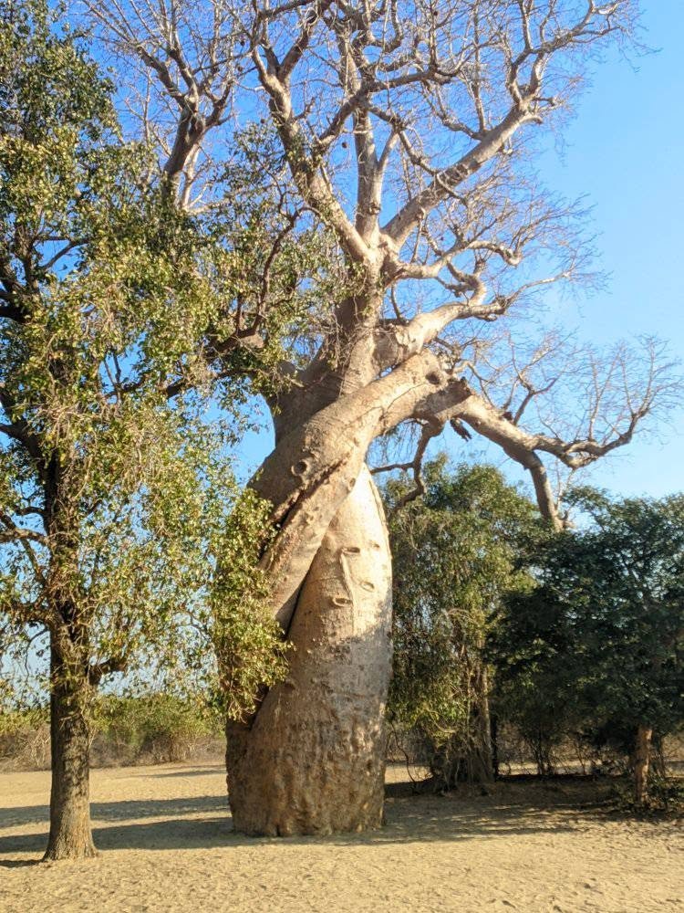 baobab